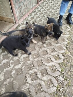 Šteňatá Nemecký ovčiak P.P. - 3