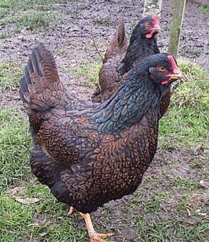 Predám násadove vajíčka. - 3