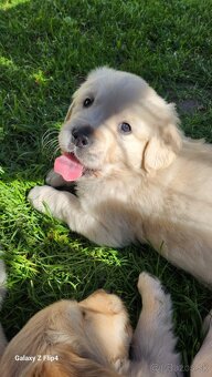 Zlatý retriever - 3