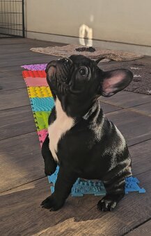 Francúzsky buldoček s PP, FCI - 3