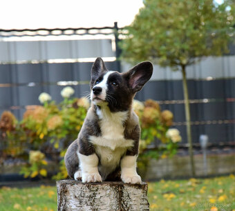 Welsh Corgi Chlapec je pripravený na vyzdvihnutie - 3