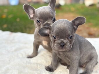 Francúzsky buldoček - 3