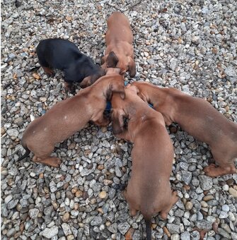 Predám šteniatka Jazvečík krátkosrstý - 3