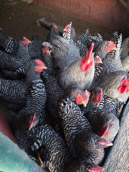 Predam nasadove vajička plemena Amrox - 3