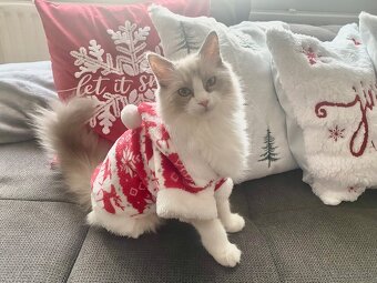 Radgoll mačiatko - 3