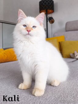 Mačiatka Neva Masquerade - 3