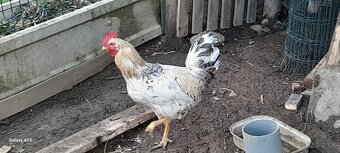 Predám mladé kohúty - 3