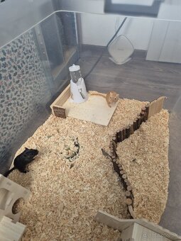 Darujem pieskomilov - 3