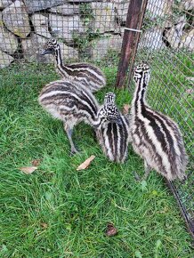 Pštros emu hnedy -mláďatá - 3