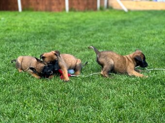 Belgický ovčák Malinois s PP po Edward Ad-Gür - 3