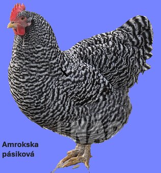 Predám 2 až 7 týždňové čistokrvné kurčatá. - 3