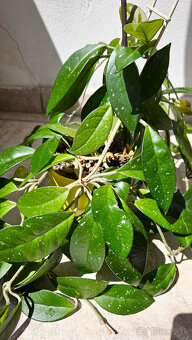 rastlina Hoya carnosa (voskovka) - 3
