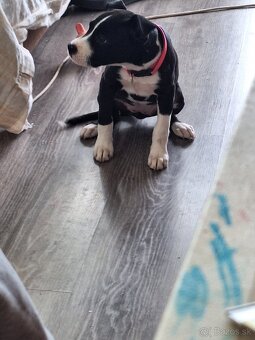 Americky pitbull - 3
