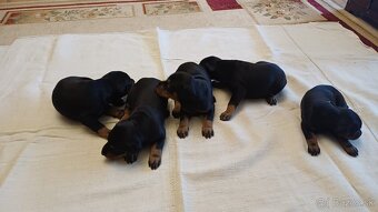 Doberman Šteniatka - 3