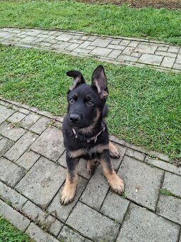 Nemecký Ovčiak - 3