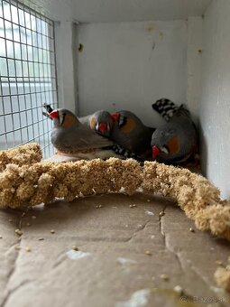 Predám Zebričky - 3