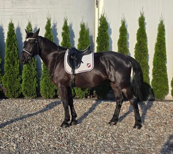 4 ročná kobylka - 3