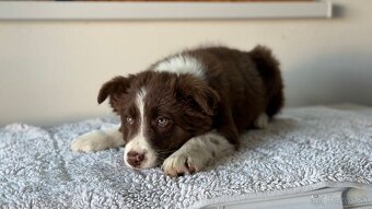 Predám Border kóliu s PP hnedobielej farby - 3