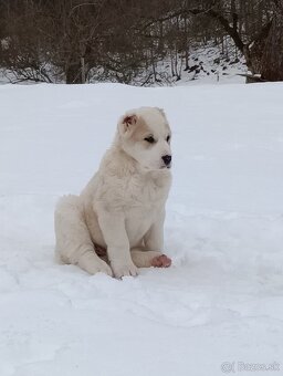 Stredoázijský ovčiak - 3