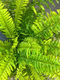 Nephrolepis exaltata Tiger Fern papraď - 3