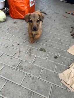 Darujem šteniatko - 3