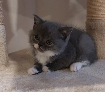 Britské mačiatka - 3