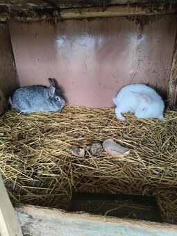 2 samice domácich zajacov - 3