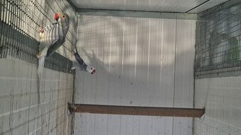 Alexander malý Chovné páriky r. 2021 - 3