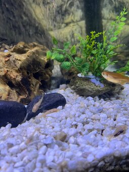 Prísavník zlatý - 3