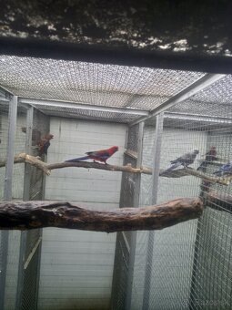 Predám papagáje - 3