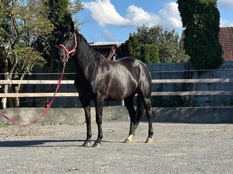 Predam 6r. kobylku - 3