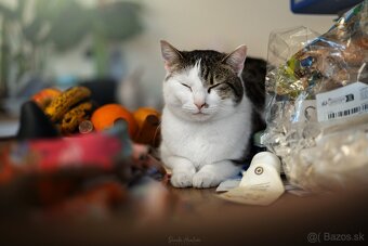 Darujem krásnu mohutnú mačičku Sylvu - 3