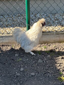 Kohút - hodvabničky - 3