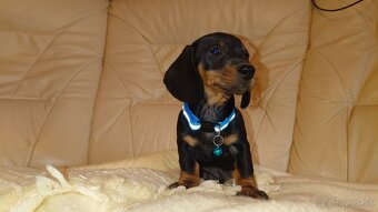 Jazvečik trpasličí hladkosrsty králičí psík - 3