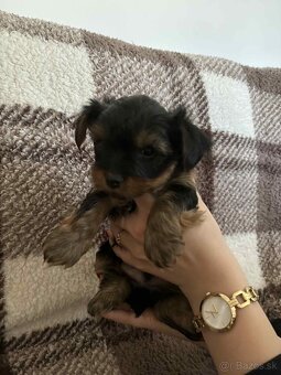 Yorkshire terrier - 3