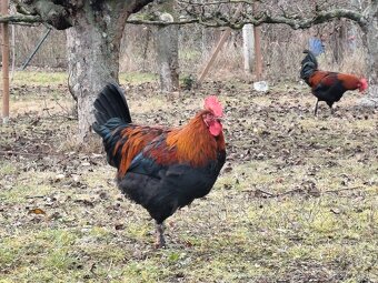 Kohút Marans - 3