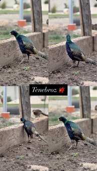 Predám Sebritky a bažanty tenebroz - 3