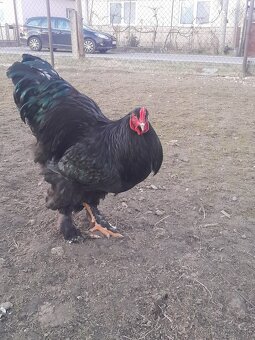 Brahmanka veľká - 3