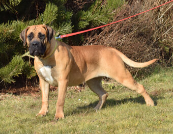 BOERBOEL BALLOTADA -2 FENY-10 MĚSÍCŮ-garance DKK,DLK,OCD - 3