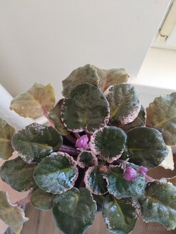 Panašovanu africká fialka (Saintpaulia variegata) - 3