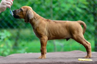 Štěně rhodéského ridgebacka - pes s PP - 3