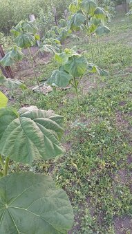 Paulownia Tomentosa - 3