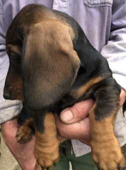 Jazvečík standard šteniatka - 3