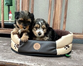 Yorkshire terrier - 3