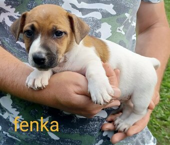Jack russel terier šteniatka - 3