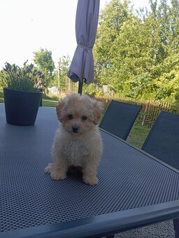 Pudel,trpasliči pudlik - 3