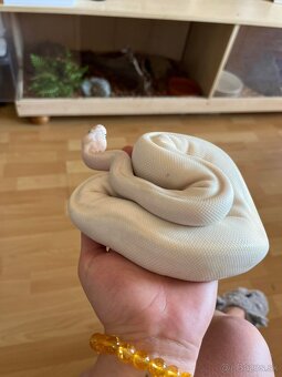 Python regius samica - 3