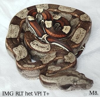 Boa constrictor - 3