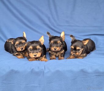 Yorkshirsky terier - 3