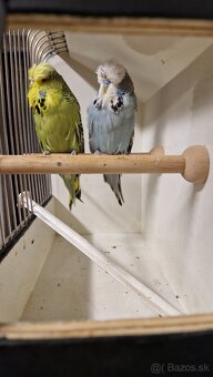 Vystavne Andulky - 3